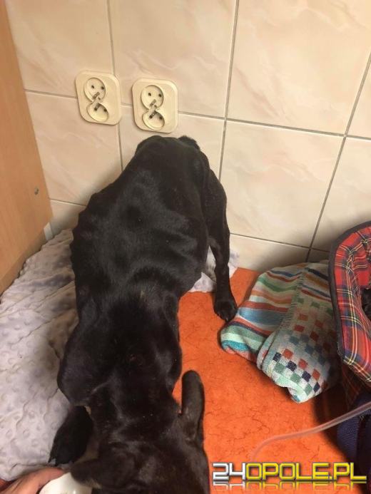 Głodzili i znęcali się nad buldogami i amstaffem. Jest wyrok sądu