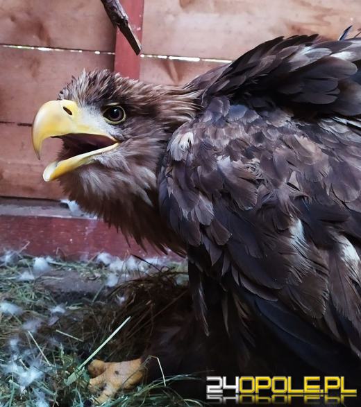 Dzięki zaangażowaniu dobrych ludzi Bielik wrócił w przestworza