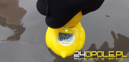 Czy prawdziwe "morsy" potrzebują czapki i rękawiczek?