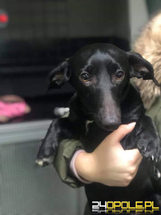 9 psów żyło we własnych odchodach. Właściciele "nie czuli" 