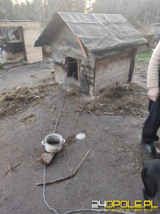 Szczeniaki były głodne i marzły na podwórku. Interwencja TOZ