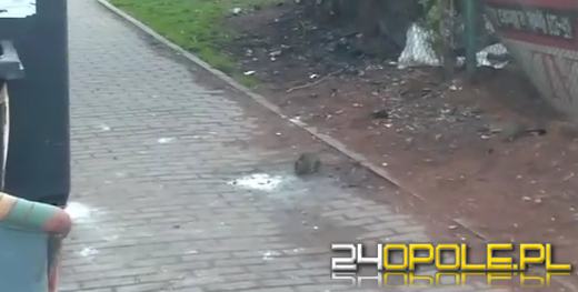 Mieszkańcy alarmują: Mnóstwo szczurów w centrum miasta!