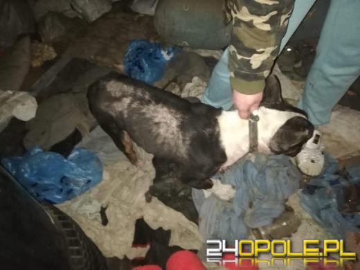 Dwa bulteriery żywiły się suchym chlebem i padliną. Interwencja pod Prudnikiem