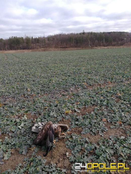  Ktoś truje dzikie zwierzęta na polach pod Głubczycami? Sprawę bada policja