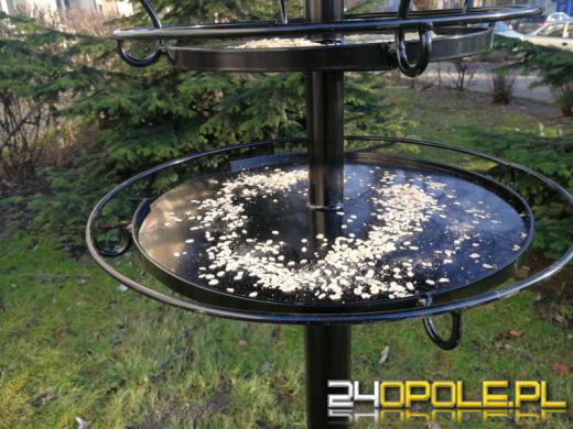 Miasto dba o małe drapieżniki i ptactwo w Opolu