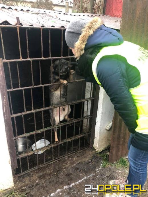 Właściciele psów wielokrotnie dostawali szansę. Nie wykorzystali jej