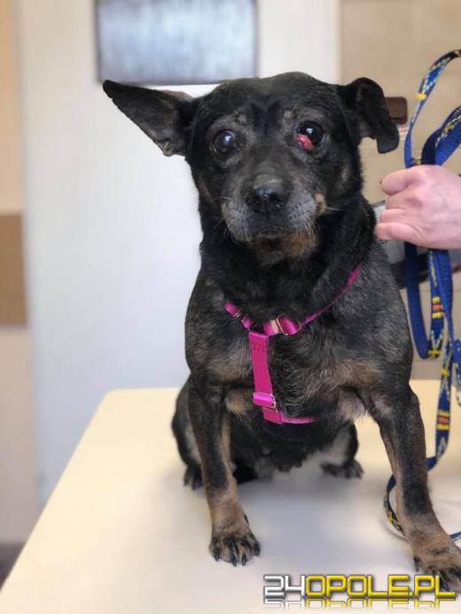 Kochająca właścicielka trzymała psy w klatkach pełnych odchodów. Odebrano 2 psy