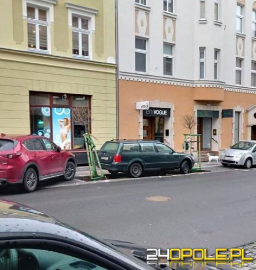 Mieszkańcy ulicy Kośnego są bezradni wobec samochodów niszczących tam nowe nasadzenia