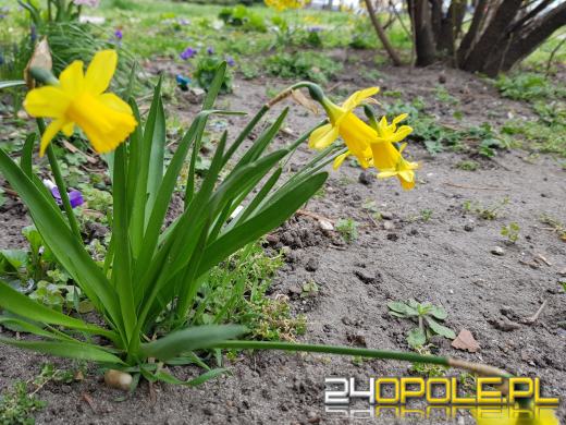 Rozpoczynają się dłuższe dni i "krótsze" noce. Jest wiosna!