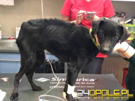 Młody pies był przywiązany do drzewa nad rzeką. Interweniowały wolontariuszki TOZ