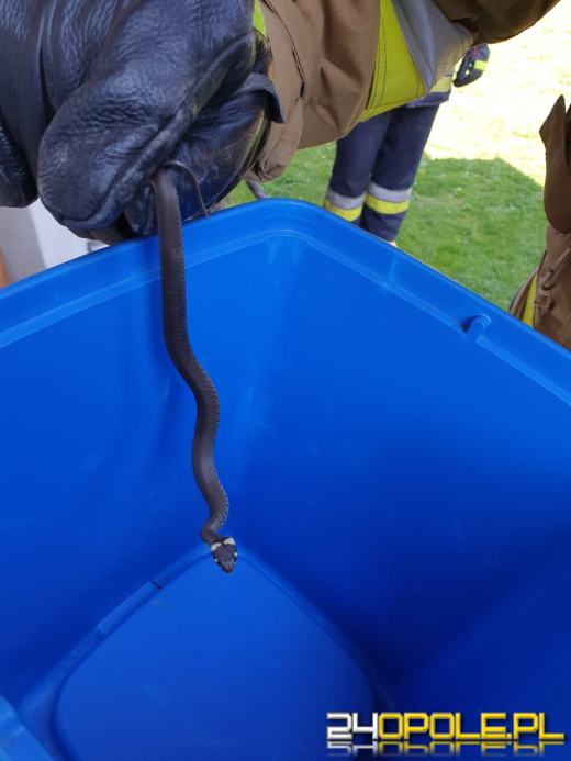 Strażacy zostali wezwani do usunięcia żmii