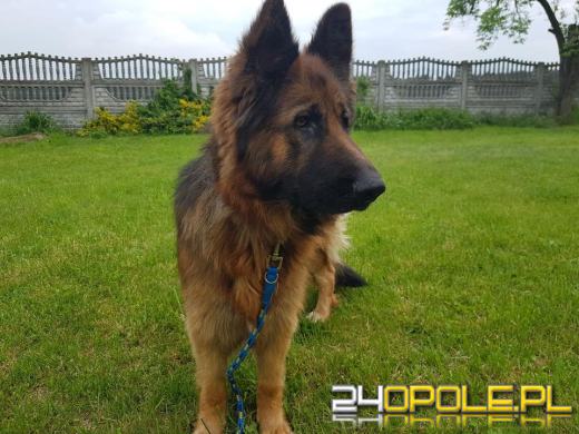 Zgłoszono, że gospodarz "sporadycznie" karmi kuca ptaki i psy. Interwencja TOZ