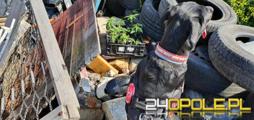 Pies Hunter wywęszył narkotyki warte około 70 tysięcy złotych