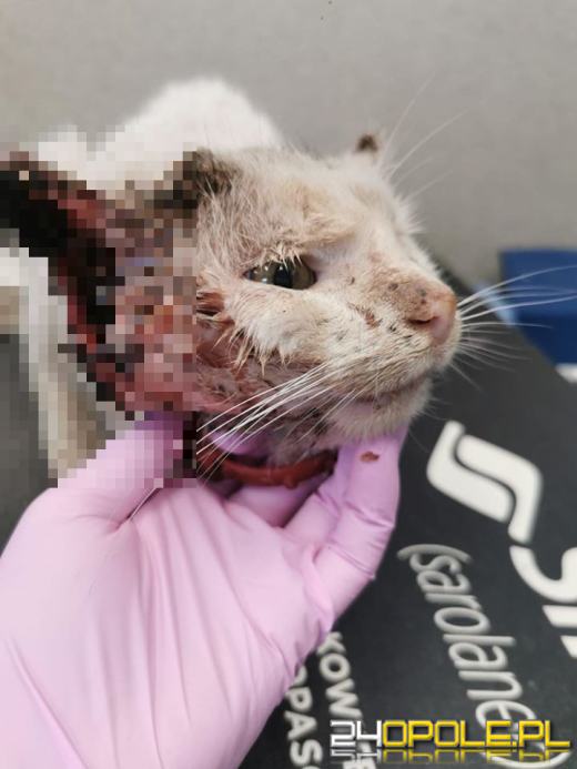 Właściciele widzieli, że kot cierpi. Dopiero po interwencji TOZ trafił do weterynarza