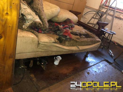 Odebrano schorowanej właścicielce 16 psów. Warunki były dramatyczne! 