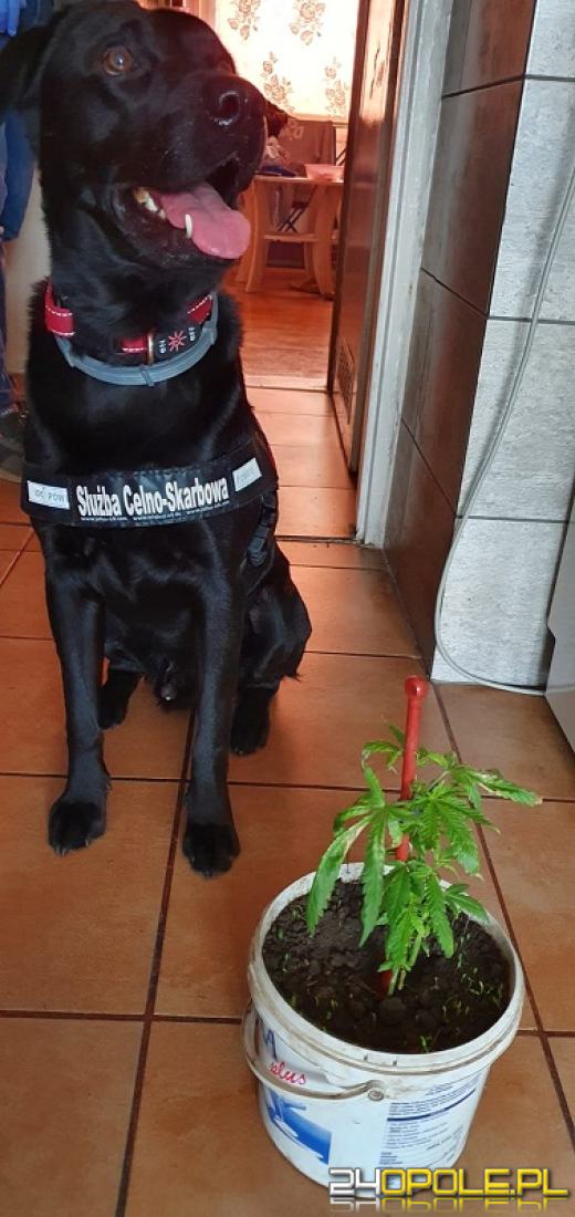 Współpraca służb w zwalczaniu przestępczości narkotykowej