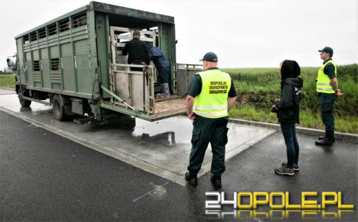 Reńska Wieś: Przewoźnik wiózł za dużo zwierząt