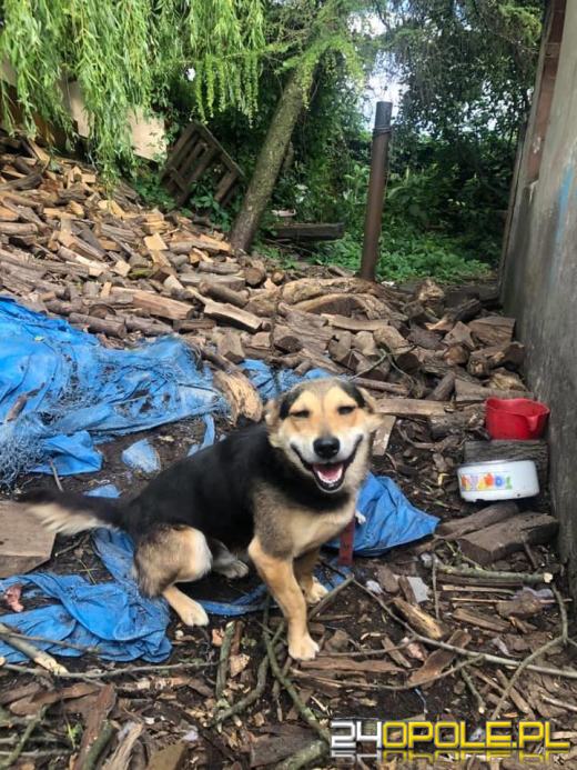 Wolontariusze opolskiego TOZ-u zabrali interwencyjnie 3 psy i kota