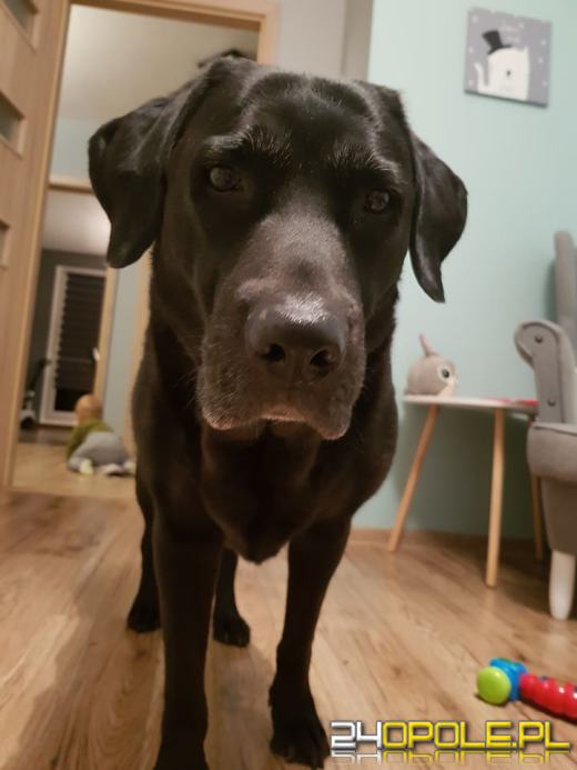 Dziś swój dzień obchodzi najlepszy przyjaciel człowieka - pies