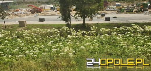 Uważaj na barszcz Sosnowskiego! Łatwo go pomylić z innymi roślinami