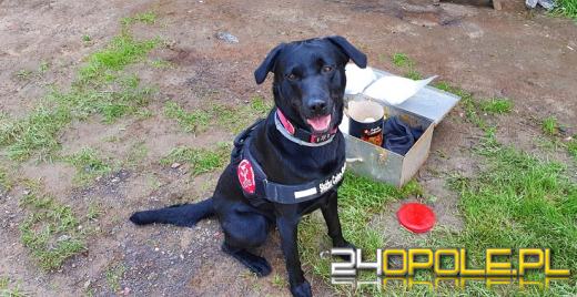 32-latek miał blisko 3 kg amfetaminy i amunicję. Trafił do aresztu