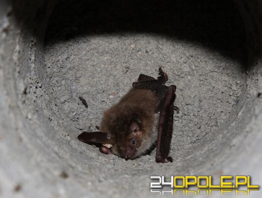 W Opolu zaobserwowano niezwykle rzadki gatunek nietoperza. Zamieszkał w budce na drzewie