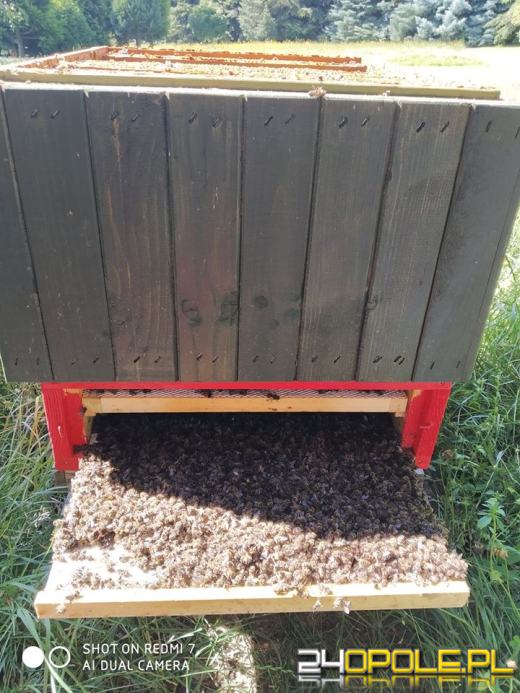 Paweł Kukiz stracił 40 tys. pszczół. To wina oprysków