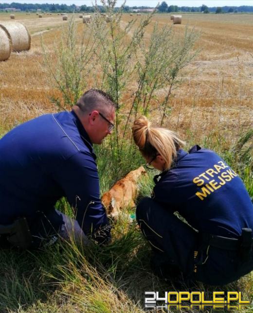 Potrącony koziołek trafił w dobre ręce