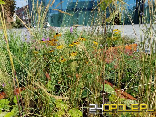 W Opolu pojawiają się mobilne łąki kwietne