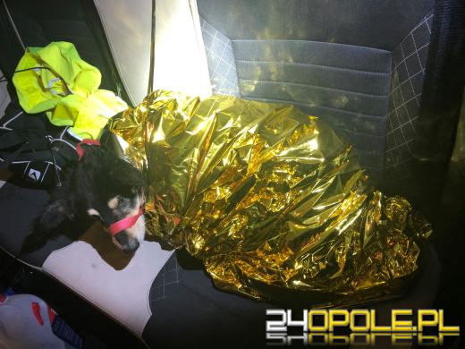 Kundelek konał w rowie przez 3 dni, a labradorka szukała pomocy