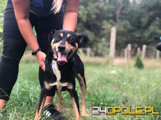 Pies był trzymany w komórce - wśród śmieci, odchodów i szkła