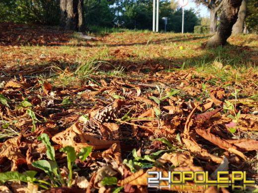 Liście zaczęły opadać z drzew. Miasto przypomina, co możemy z nimi zrobić