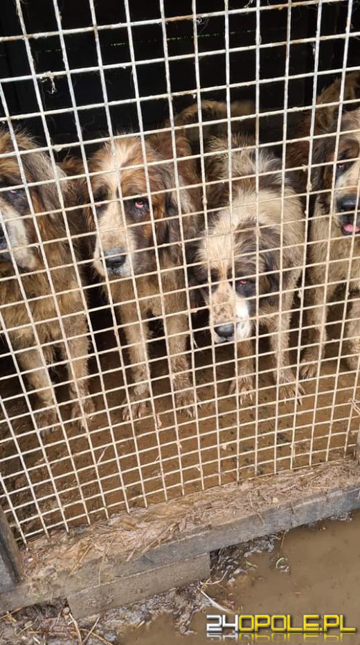 Granice zostały przekroczone! Odebrano ponad 60 psów z pseudohodowli