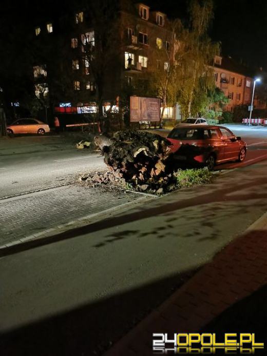 Ulica Oleska w Opolu: Duże drzewo runęło na ulicę