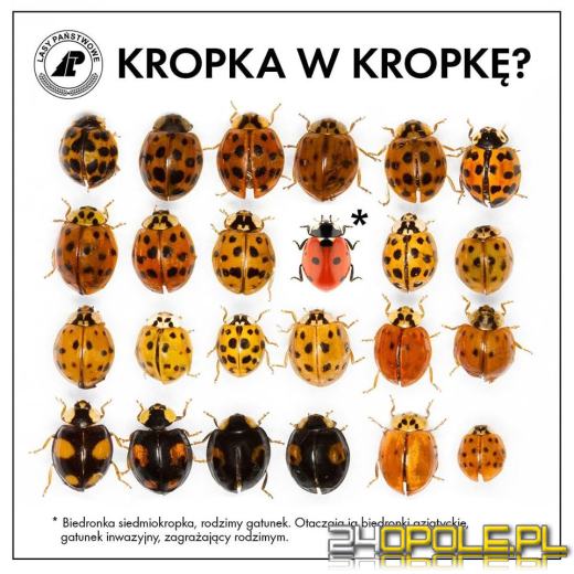 Azjatyckie biedronki arlekiny już kolejny rok z rzędu postanowiły u nas przezimować