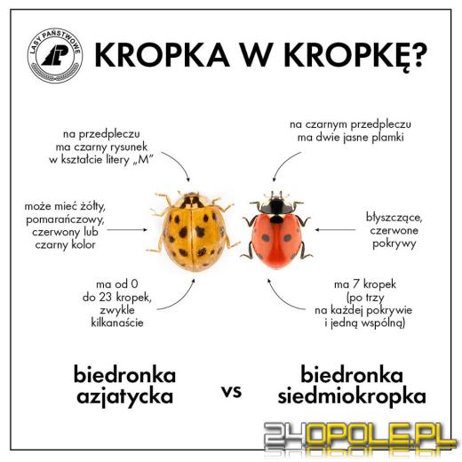 Azjatyckie biedronki arlekiny już kolejny rok z rzędu postanowiły u nas przezimować