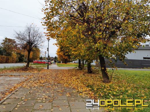 Sprzątanie liści to obowiązek. Za jego niedopełnienie czeka nas kara