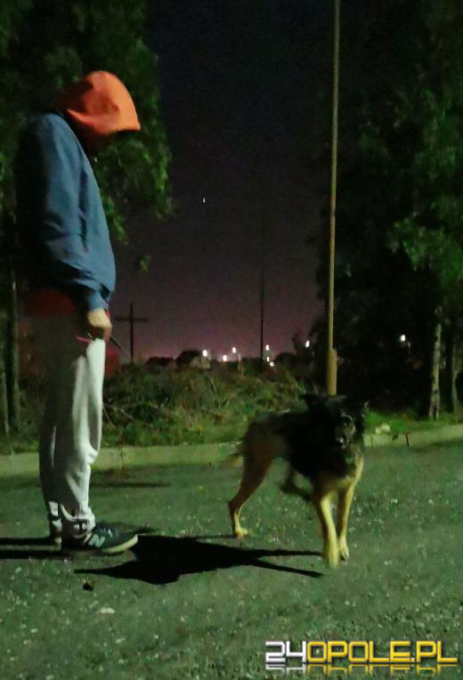 Ktoś przywiązał suczkę do latarni przy cmentarzu. Mogła nie przeżyć nocy