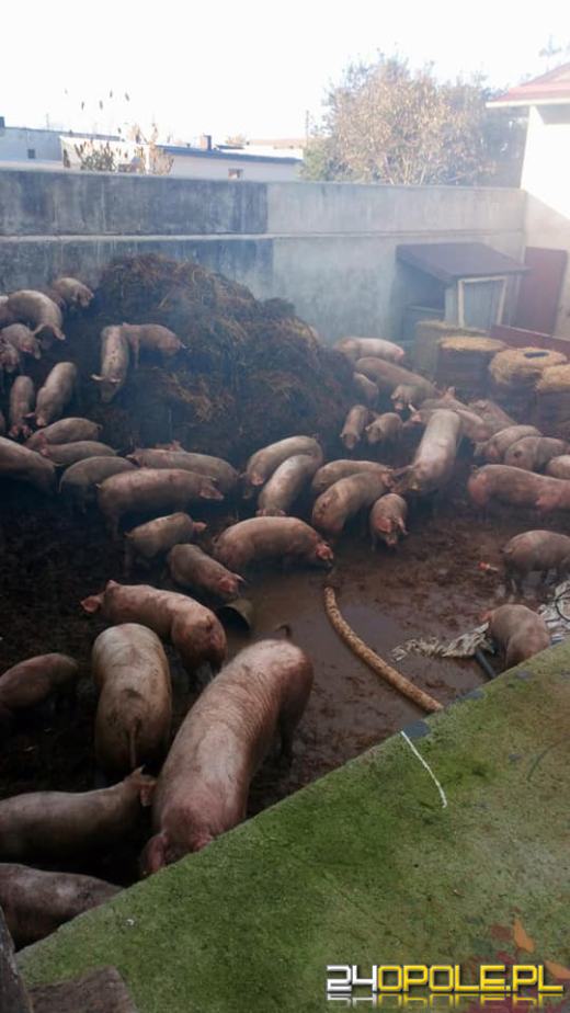 12 zastępów straży gasiło pożar chlewni w gminie Głogówek