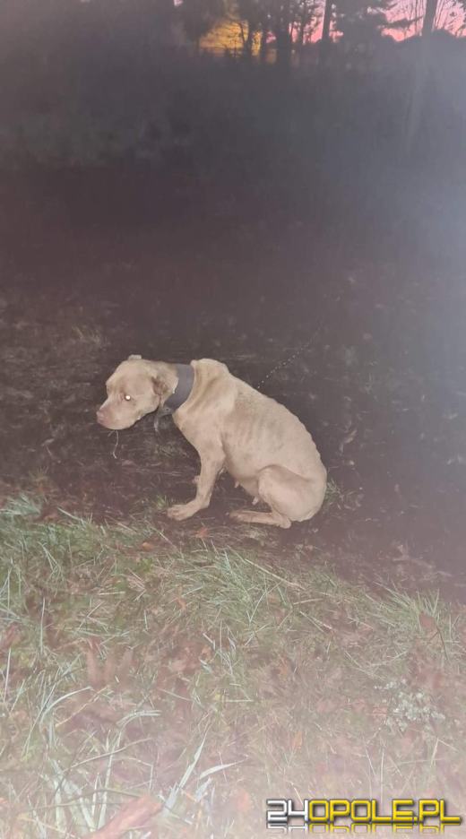 Suczka była "maszyną do rodzenia". Pseudohodowle doprowadzają psu do strasznego stanu