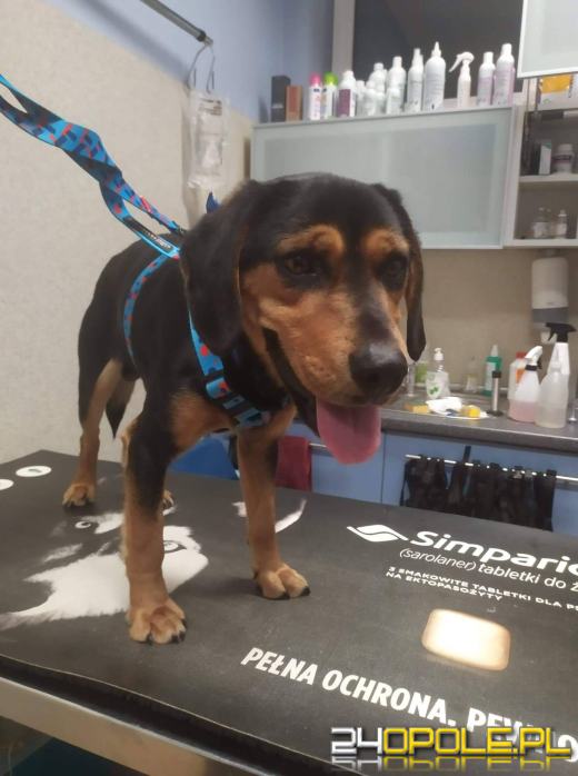 Trzymany na łańcuchu roczny psiak odzyskał "dzieciństwo" dzięki interwencji TOZ