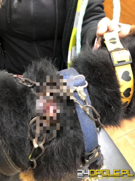 Gmina Głogówek: Łańcuch na szyi psa zaczynał wrastać w ciało 