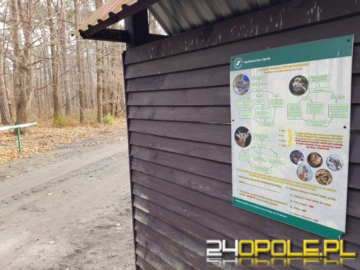 Nadleśnictwo Opole organizuje rodzinne wybieranie choinki bożonarodzeniowej