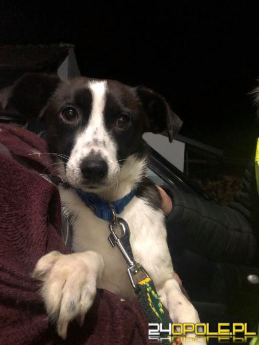 Pseudohodowle wciąż są dużym problemem. Brakuje edukacji