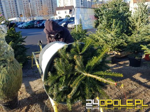 Choinka żywa czy sztuczna?