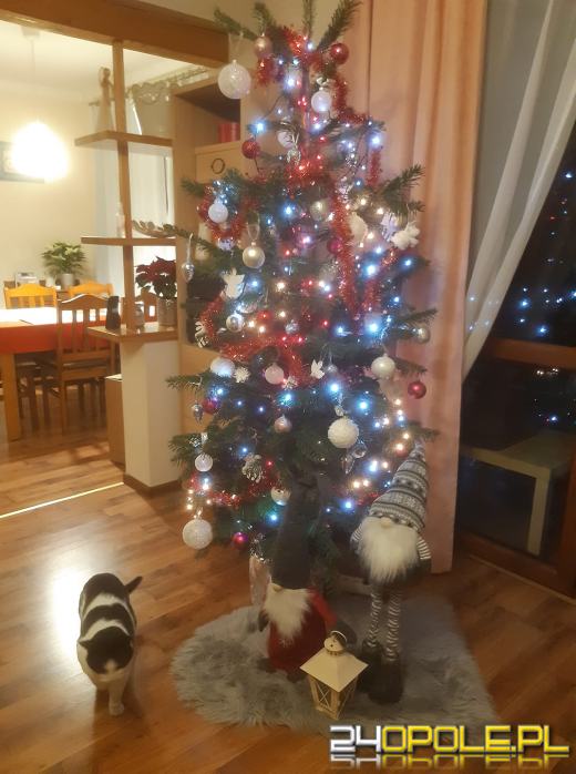 Czytelnicy pochwalili się swoimi świątecznymi drzewkami