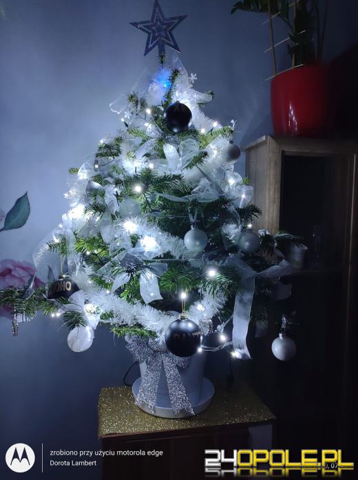 Czytelnicy pochwalili się swoimi świątecznymi drzewkami