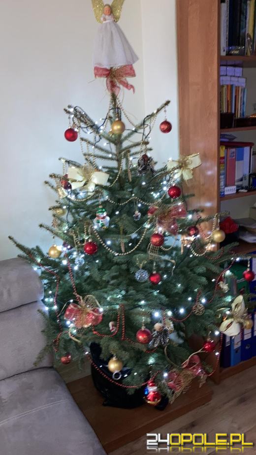 Czytelnicy pochwalili się swoimi świątecznymi drzewkami