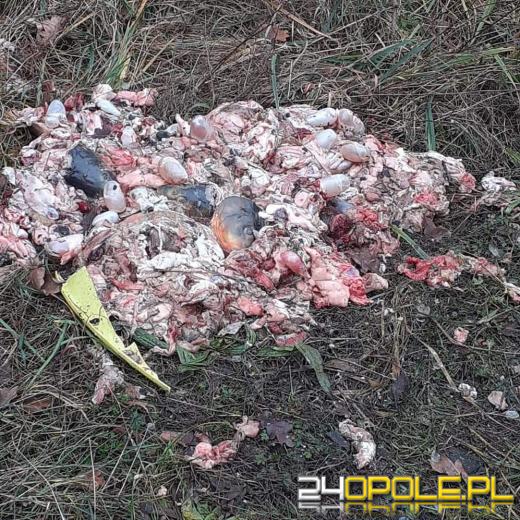 Niesmaczny poświąteczny widok przy akwenie Dębowa. Ktoś podrzucił rybie odpady