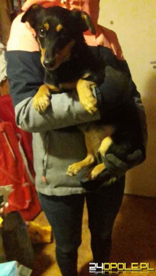 Nowy rok, stare problemy. Zwierzęta są największą ofiarą petard